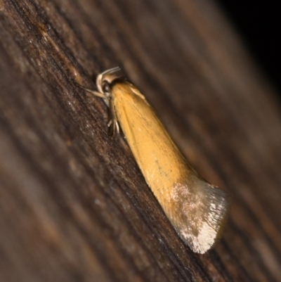 Phauloplana illuta (A concealer moth) at Melba, ACT - 12 Feb 2021 by Bron