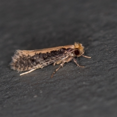 Monopis crocicapitella (Bird Nest Moth) at Melba, ACT - 12 Feb 2021 by Bron