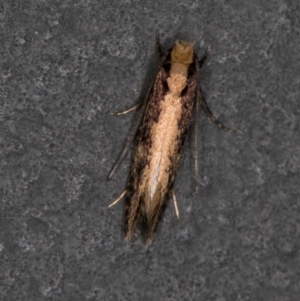 Monopis crocicapitella at Melba, ACT - 12 Feb 2021