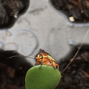 Aporocera (Aporocera) sculptilis at Aranda, ACT - 13 Feb 2021