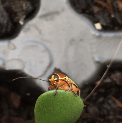 Aporocera (Aporocera) sculptilis (Leaf beetle) at Aranda, ACT - 13 Feb 2021 by Jubeyjubes