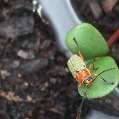 Aporocera (Aporocera) sculptilis at Aranda, ACT - 13 Feb 2021