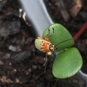 Aporocera (Aporocera) sculptilis at Aranda, ACT - 13 Feb 2021