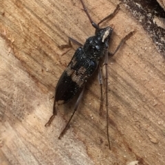 Phoracantha semipunctata (Common Eucalypt Longicorn) at Aranda, ACT - 13 Feb 2021 by Jubeyjubes