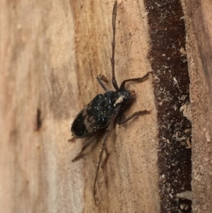 Phoracantha semipunctata at Aranda, ACT - 13 Feb 2021