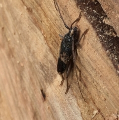 Phoracantha semipunctata at Aranda, ACT - 13 Feb 2021