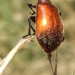 Ecnolagria grandis at Aranda, ACT - 15 Feb 2021