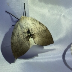 Gastrophora henricaria (Fallen-bark Looper, Beautiful Leaf Moth) at Acton, ACT - 13 Feb 2021 by Jubeyjubes