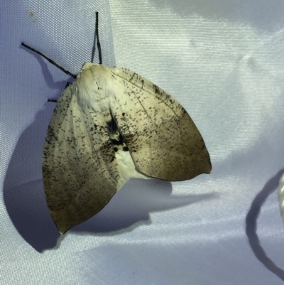 Gastrophora henricaria (Fallen-bark Looper, Beautiful Leaf Moth) at Acton, ACT - 13 Feb 2021 by Jubeyjubes