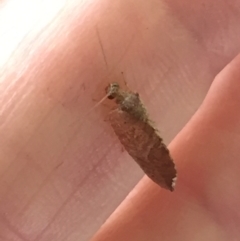 Drepanacra binocula (Notched brown lacewing) at Aranda, ACT - 11 Feb 2021 by Jubeyjubes