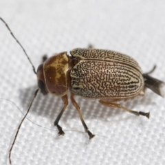 Aporocera (Aporocera) sculptilis (Leaf beetle) at Fyshwick, ACT - 10 Feb 2021 by AlisonMilton