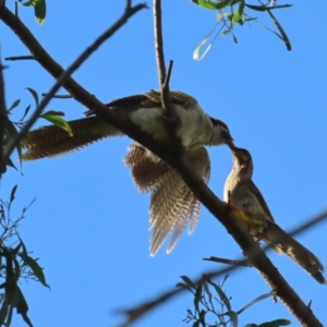 Eudynamys orientalis at Fyshwick, ACT - 14 Feb 2021