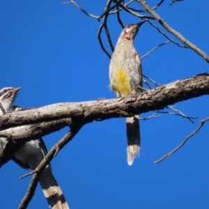 Eudynamys orientalis at Fyshwick, ACT - 14 Feb 2021