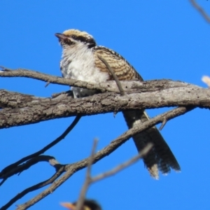 Eudynamys orientalis at Fyshwick, ACT - 14 Feb 2021 06:19 PM