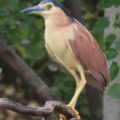 Nycticorax caledonicus (Nankeen Night-Heron) at Fyshwick, ACT - 12 Feb 2021 by roymcd