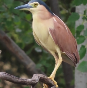 Nycticorax caledonicus at Fyshwick, ACT - 12 Feb 2021 04:42 PM