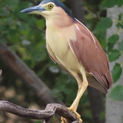 Nycticorax caledonicus (Nankeen Night-Heron) at Fyshwick, ACT - 12 Feb 2021 by roymcd