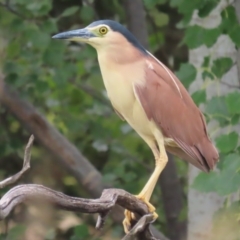 Nycticorax caledonicus at Fyshwick, ACT - 12 Feb 2021 04:42 PM