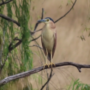 Nycticorax caledonicus at Fyshwick, ACT - 12 Feb 2021 04:42 PM