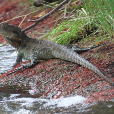 Intellagama lesueurii howittii (Gippsland Water Dragon) at Fyshwick, ACT - 12 Feb 2021 by roymcd