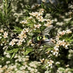 Rutilia (Donovanius) sp. (genus & subgenus) (A Bristle Fly) at Aranda, ACT - 15 Feb 2021 by KMcCue