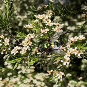 Rutilia (Donovanius) sp. (genus & subgenus) at Aranda, ACT - 15 Feb 2021