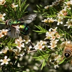 Rutilia (Donovanius) sp. (genus & subgenus) at Aranda, ACT - 15 Feb 2021