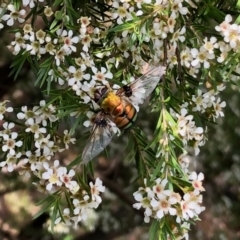 Rutilia (Chrysorutilia) sp. (genus & subgenus) (A Bristle Fly) at Aranda, ACT - 14 Feb 2021 by KMcCue