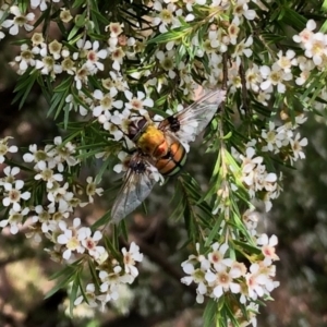 Rutilia (Chrysorutilia) sp. (genus & subgenus) at Aranda, ACT - 15 Feb 2021