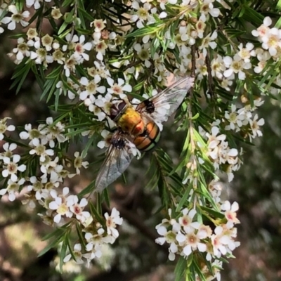 Rutilia (Chrysorutilia) sp. (genus & subgenus) (A Bristle Fly) at Aranda, ACT - 15 Feb 2021 by KMcCue