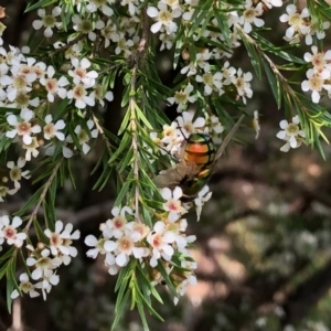 Rutilia (Chrysorutilia) sp. (genus & subgenus) at Aranda, ACT - 15 Feb 2021 10:09 AM