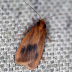 Threnosia heminephes (Halved Footman) at O'Connor, ACT - 30 Jan 2021 by ibaird