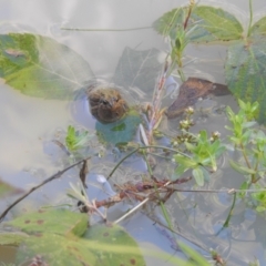 Unidentified Frog at Coree, ACT - 6 Feb 2021 by Liam.m