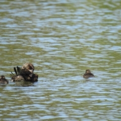 Oxyura australis (Blue-billed Duck) at Isabella Plains, ACT - 13 Jan 2021 by Liam.m