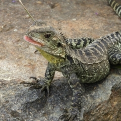 Intellagama lesueurii howittii (Gippsland Water Dragon) at Acton, ACT - 10 Feb 2021 by MatthewFrawley