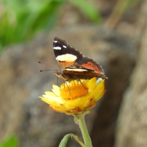 Vanessa itea at Acton, ACT - 10 Feb 2021 01:41 PM