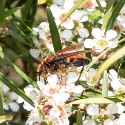 Guerinius shuckardi (Smooth flower wasp) at Acton, ACT - 15 Feb 2021 by Roger