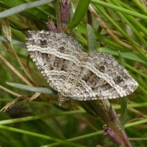 Chrysolarentia subrectaria at Jacka, ACT - 14 Feb 2021