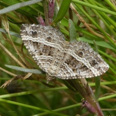 Chrysolarentia subrectaria (A Geometer moth) at Jacka, ACT - 14 Feb 2021 by HarveyPerkins