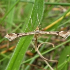 Sinpunctiptilia emissalis (Speedwell Pterror) at Jacka, ACT - 14 Feb 2021 by HarveyPerkins