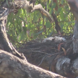 Accipiter fasciatus at Red Hill, ACT - 22 Nov 2020