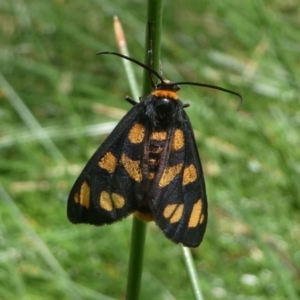 Amata (genus) at Jacka, ACT - 14 Feb 2021