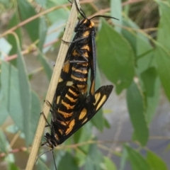 Amata (genus) at Jacka, ACT - 14 Feb 2021