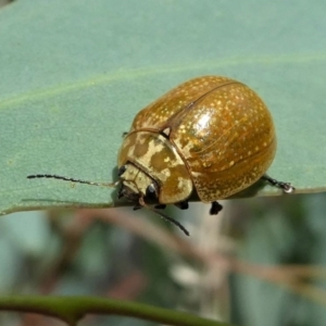 Paropsisterna cloelia at Jacka, ACT - 14 Feb 2021 01:12 PM