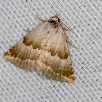 Eublemma amoena (Crown Moth) - 1 Jan 1900 by Bron
