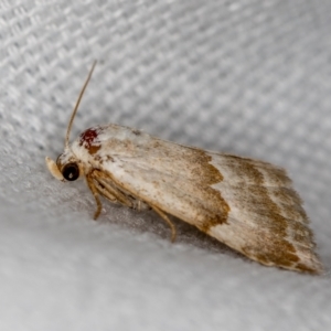 Acontiinae provisional species 1 at Melba, ACT - 12 Feb 2021