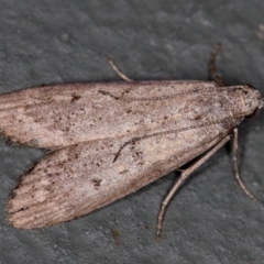 Heteromicta pachytera (Galleriinae subfamily moth) at Melba, ACT - 12 Feb 2021 by Bron