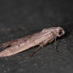 Heteromicta pachytera at Melba, ACT - 12 Feb 2021 02:30 PM