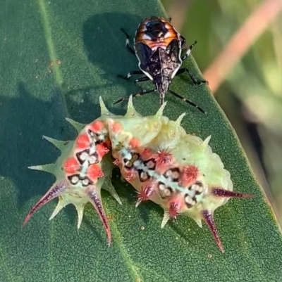 Doratifera quadriguttata and casta (Four-spotted Cup Moth) at Murrumbateman, NSW - 15 Feb 2021 by SimoneC