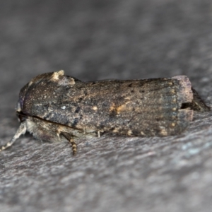 Proteuxoa provisional species 1 at Melba, ACT - 12 Feb 2021 02:43 PM